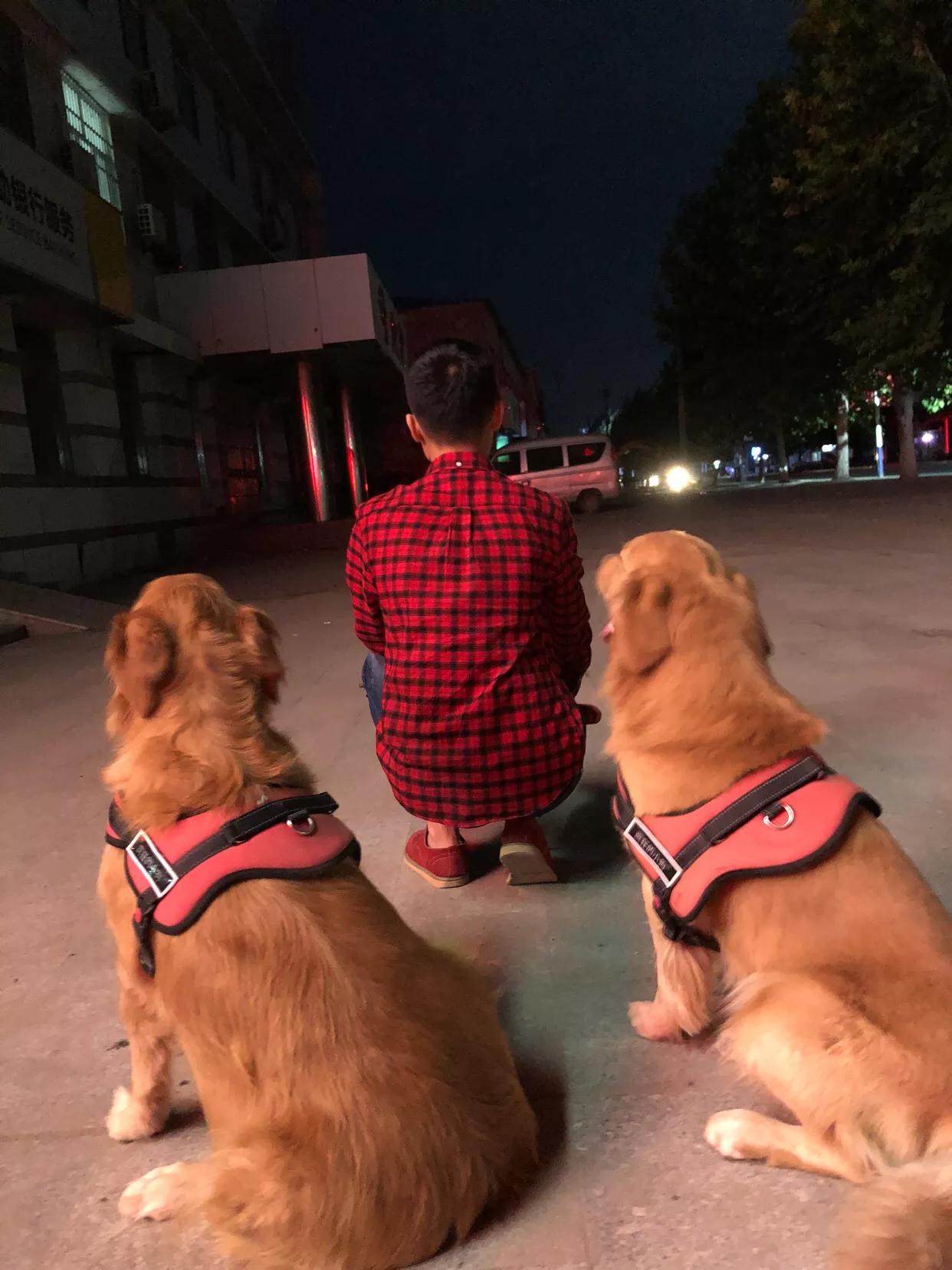 如果你孤独就养只宠物,如果你孤独了就养只狗狗吧