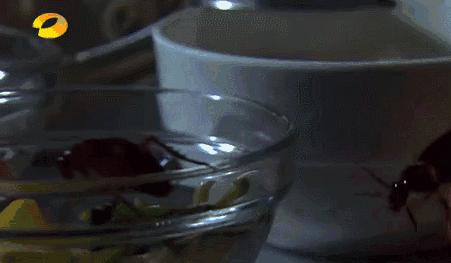 如何在家里把蟑螂弄死,蟑螂头疼