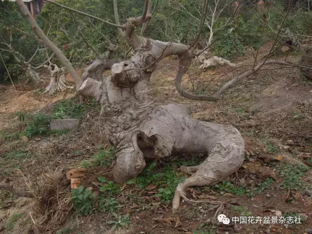 原生桩造型,原生苗盆景定型