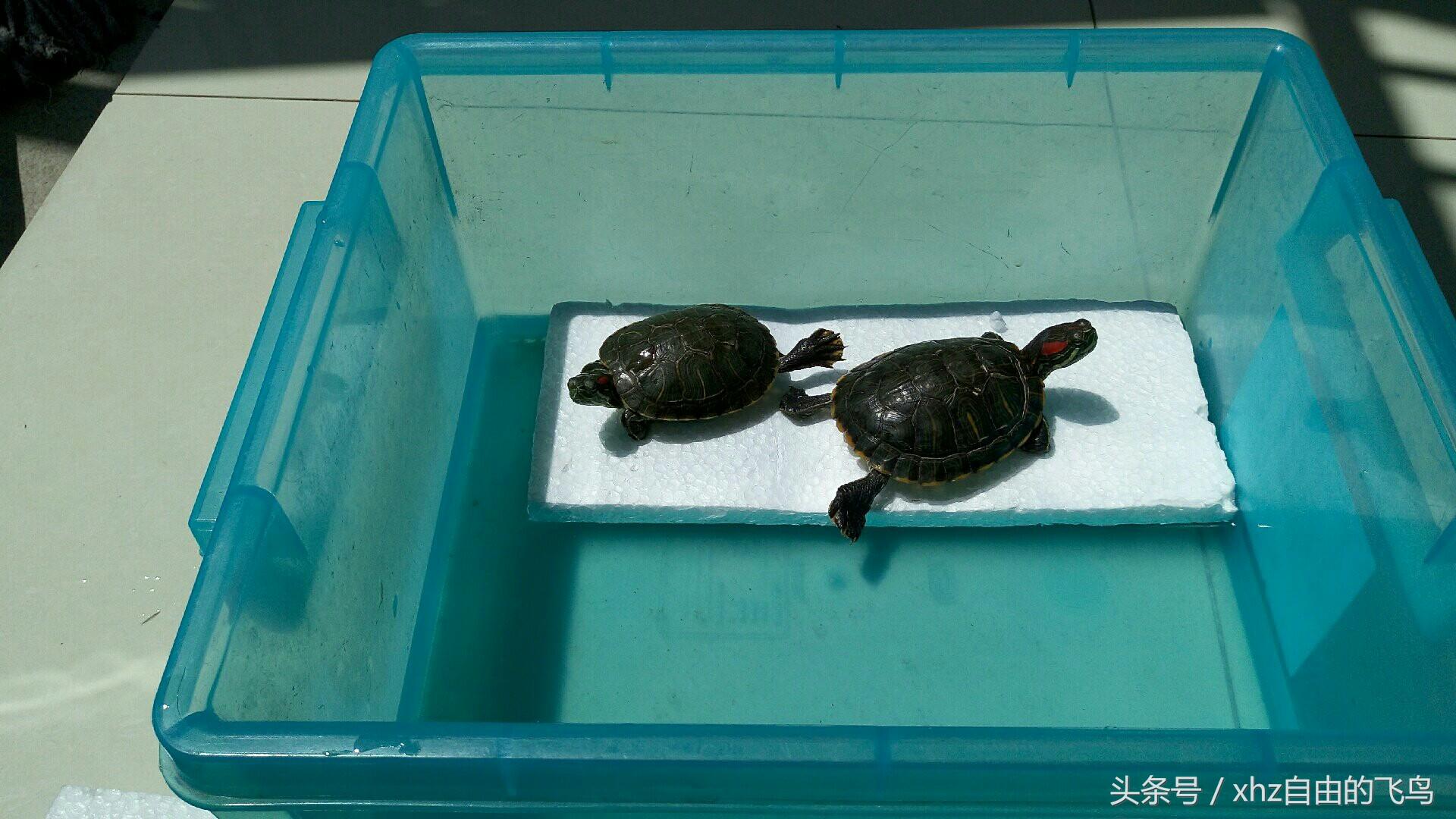 新手养龟该注意什么,新手养龟该怎么养