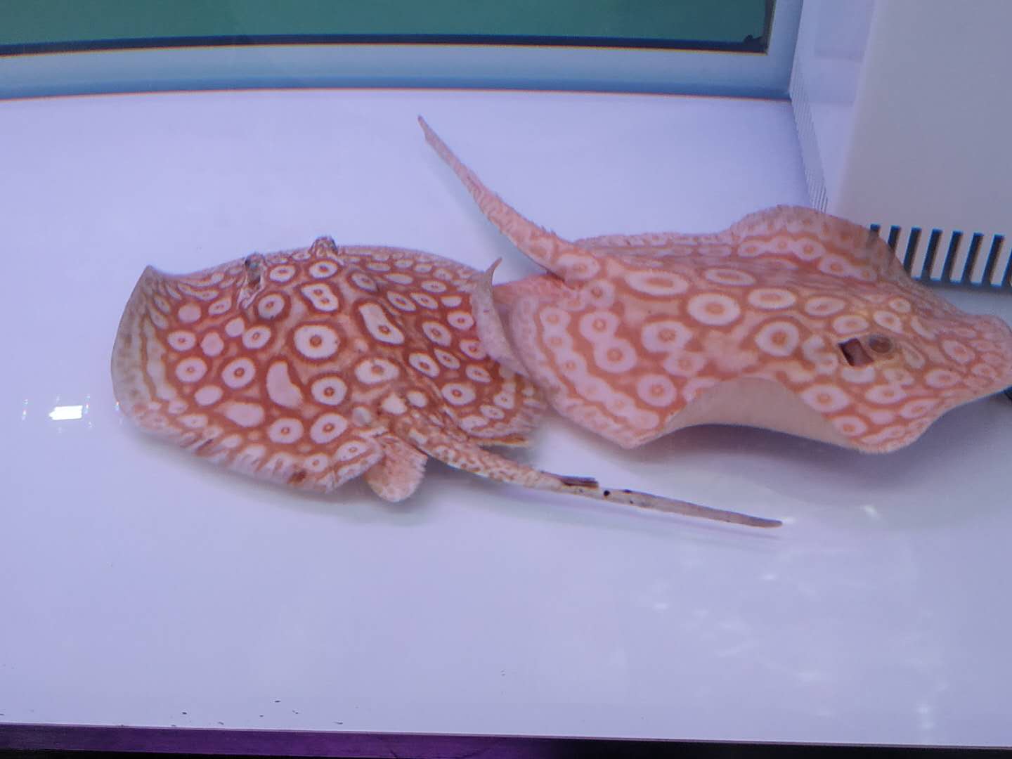 十大顶级巨型观赏鱼视频播放,顶级观赏鱼高清全屏视频