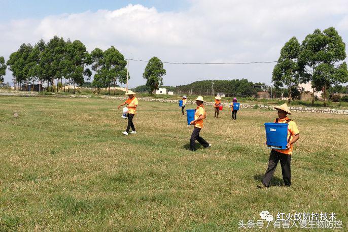 生物入侵红火蚁视频,红火蚁为什么是入侵物
