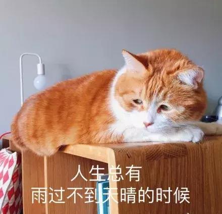 我家猫被别的猫打了,猫被别的猫打了我帮它报仇