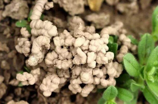 绿萝长得慢你知道原因吗,绿萝长得太慢