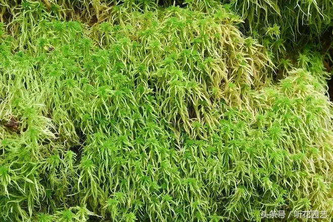 苔藓王国,奇妙的苔藓世界