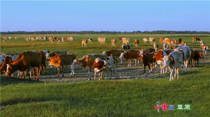 农牧业丰收季全国首家肉牛、农产品交易平台上线通辽