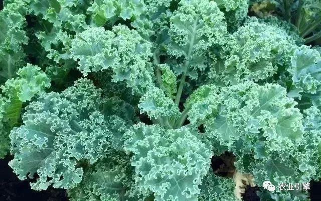 冷清的农家院被设计师折腾坏了成了京城第一精致生态农场