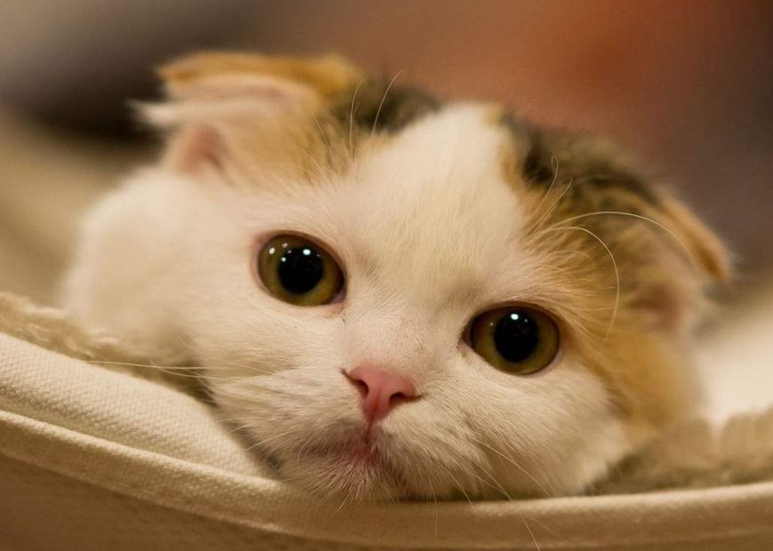 养猫早上如何睡安稳觉,养猫怎么日常清洁