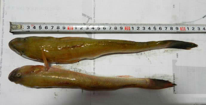 观赏鱼长得像鲶鱼是什么鱼,体型大只像鲶鱼一样的鱼