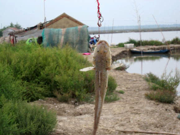 观赏鱼长得像鲶鱼是什么鱼,体型大只像鲶鱼一样的鱼