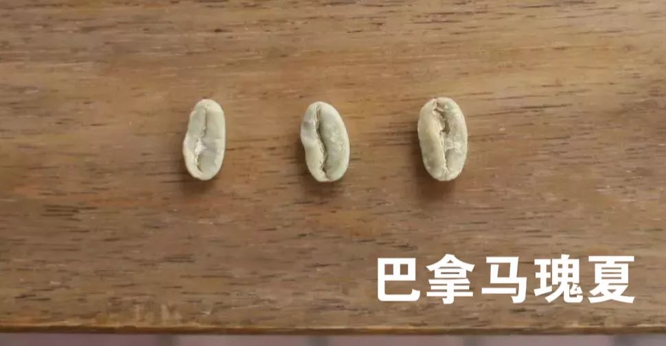 咖啡品鉴｜咖啡品种在不同国家和地区表现不同风味