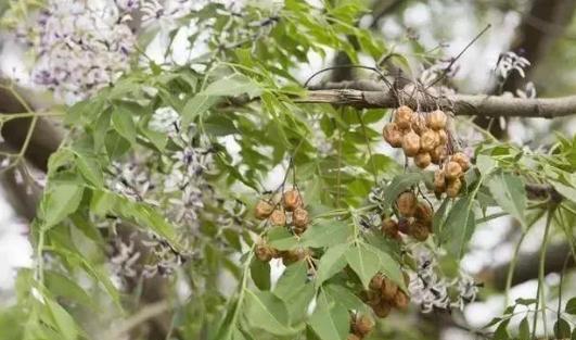 在农村容易被忽略掉的名贵木材,常用的硬木材树种
