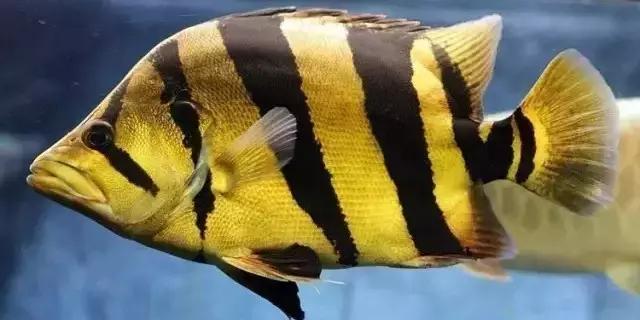 中华栉孔鰕虎鱼介绍,矛尾复鰕虎鱼介绍