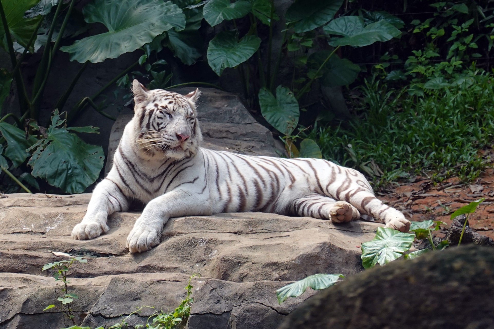 有舍有得,RX100M6长隆野生动物园中秋行摄记