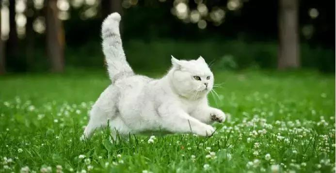 跑步是非常流行的英语怎么说,跑步的英语running读音