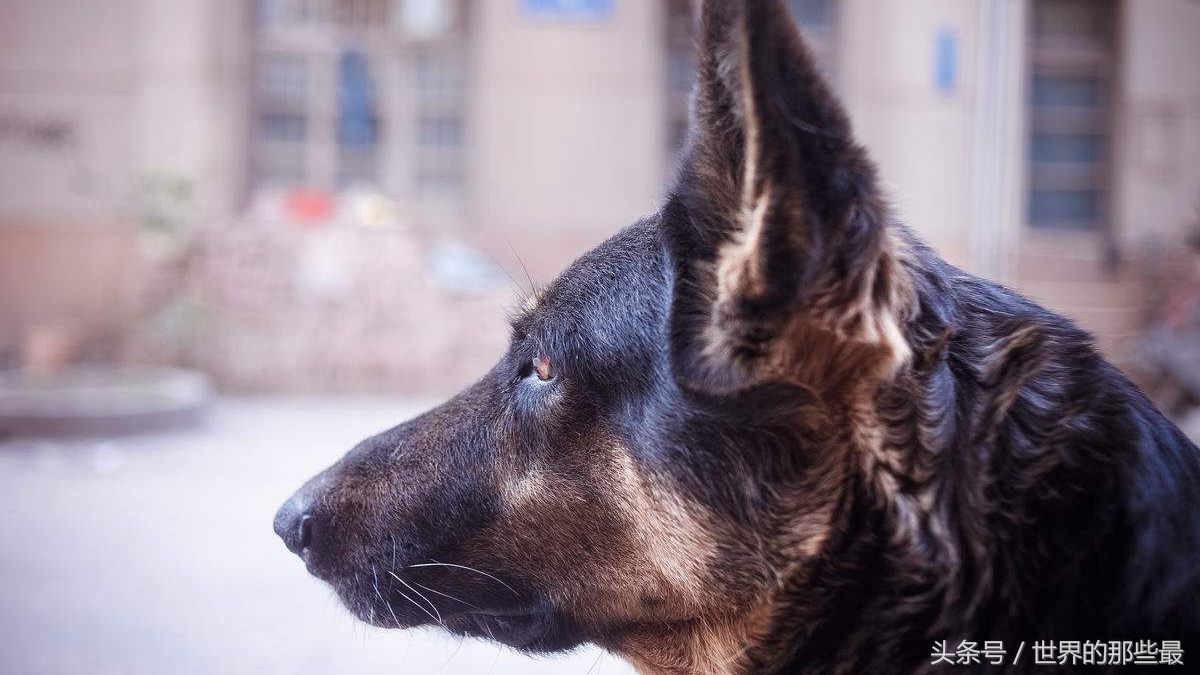中国最厉害的狼排名,中国最猛的十种犬