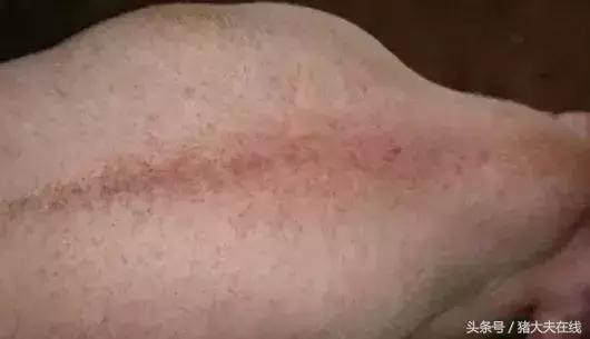 生猪肉上有红点点是怎么回事,猪皮肤表面出鲜血什么原因