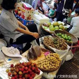 鲜丰水果创始人韩树人老家,鲜丰水果创始人韩树人哪里人