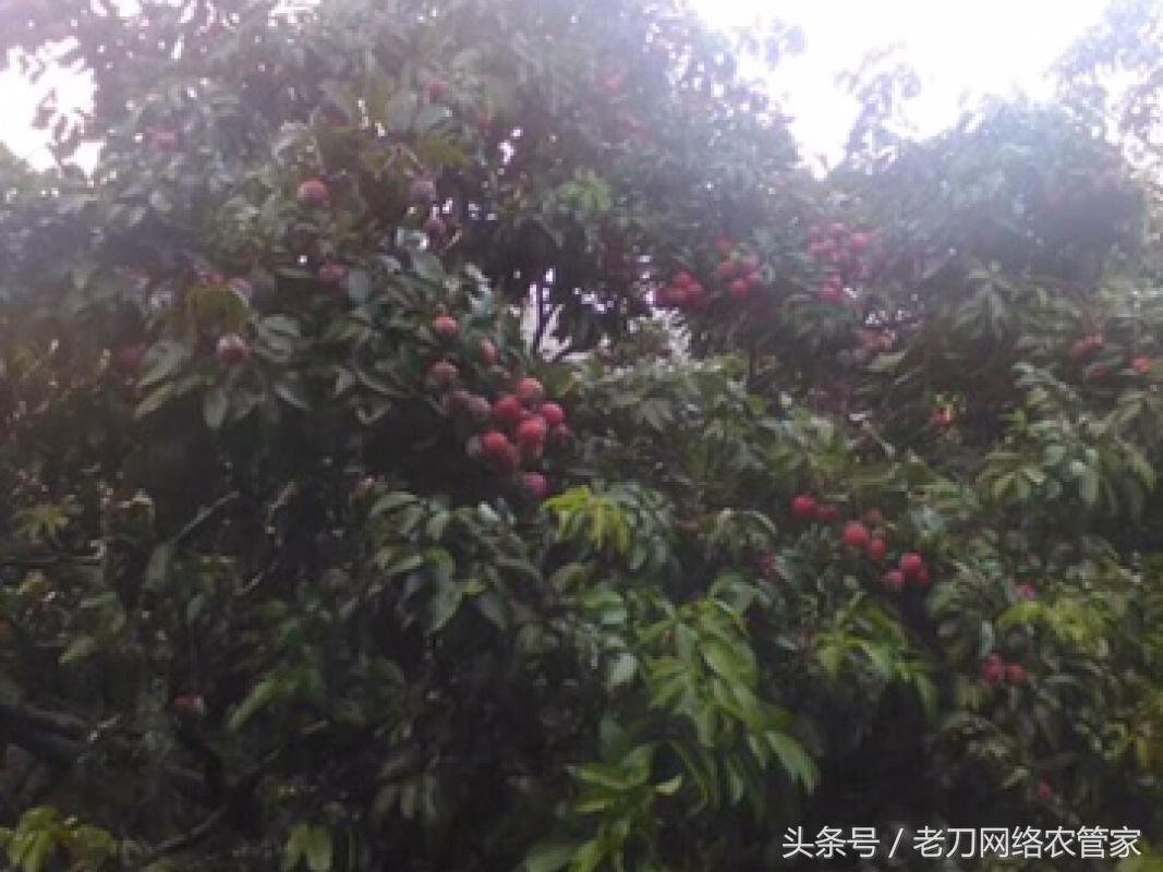 荔枝树干腐病,荔枝酸腐病最好的杀菌剂有哪些