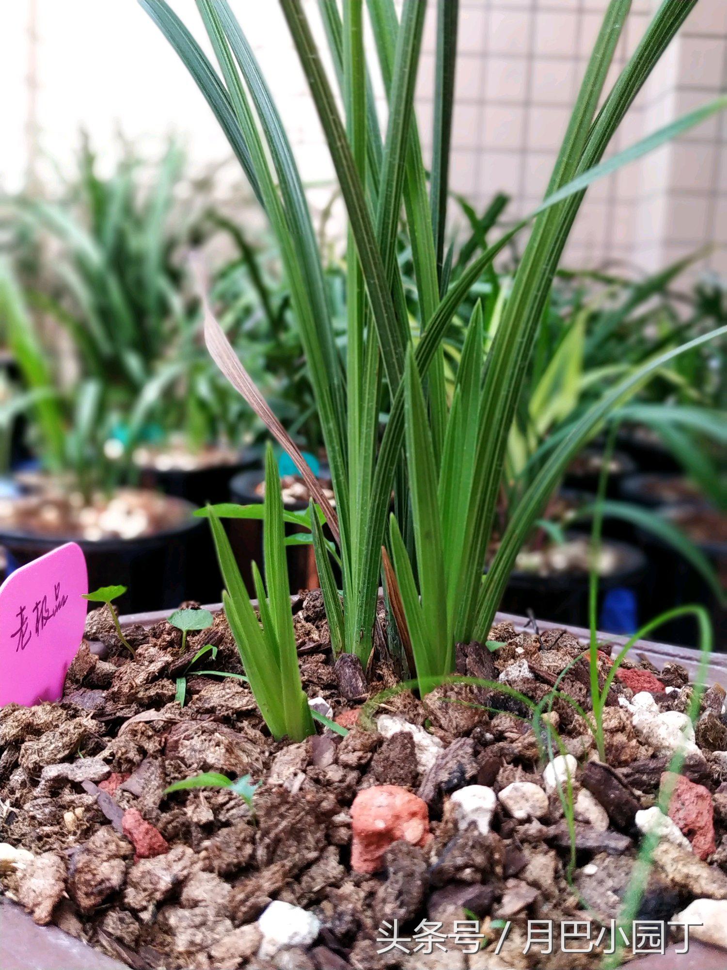兰花分盆注意事项和手法,兰花翻盆注意什么细节问题