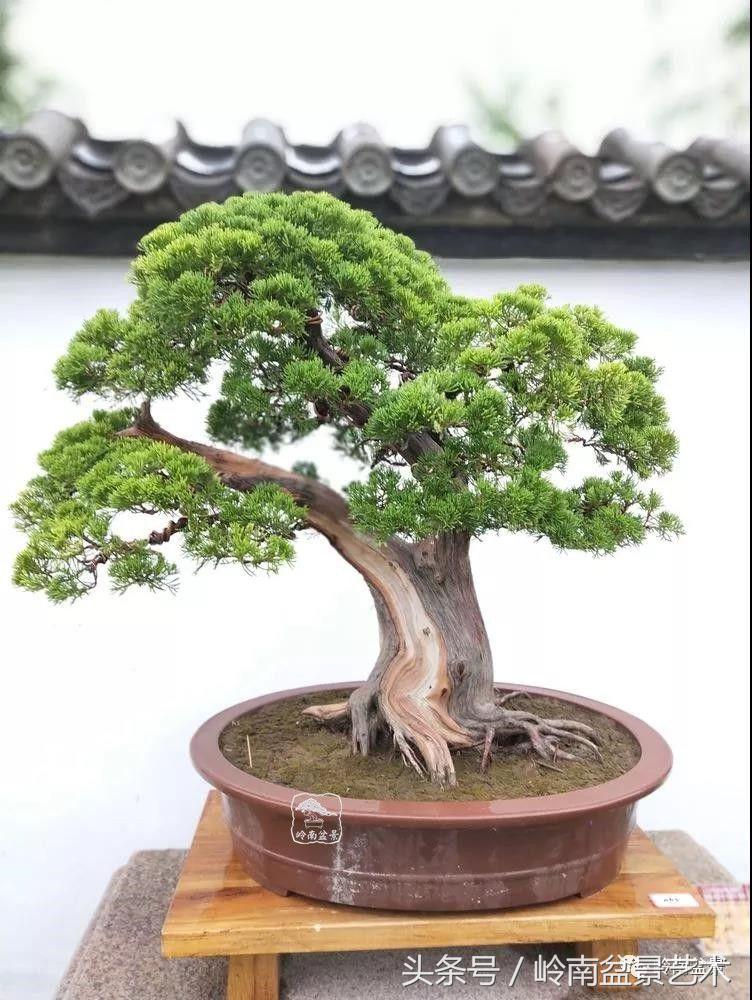 百年精品流苏老桩盆景,精品南天竺盆景