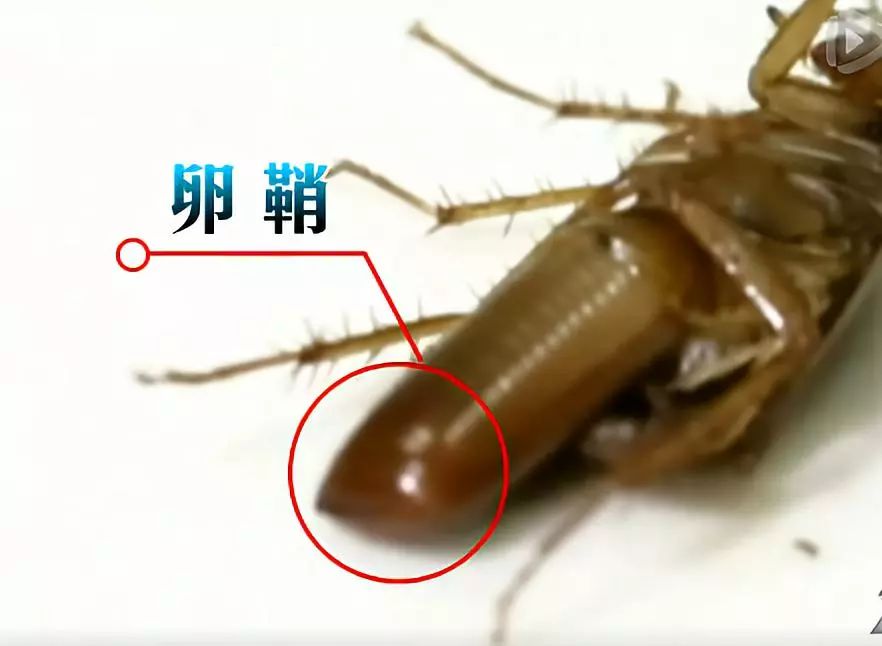 蟑螂怎么把它弄死,怎么把蟑螂给弄死