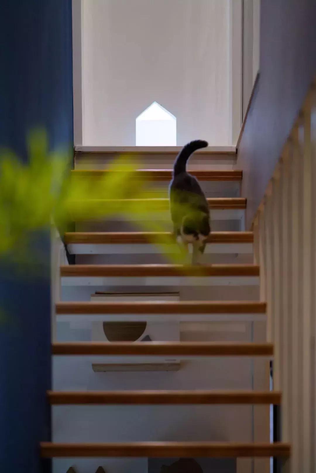 小满优选｜拥有两只喵的铲屎官，找人把110m²三室设计成这样！