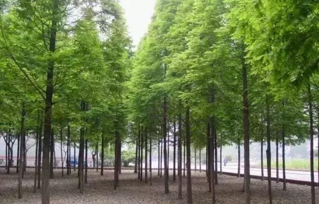 世界上有各种各样的树你听说过,世界上最美的树的排名