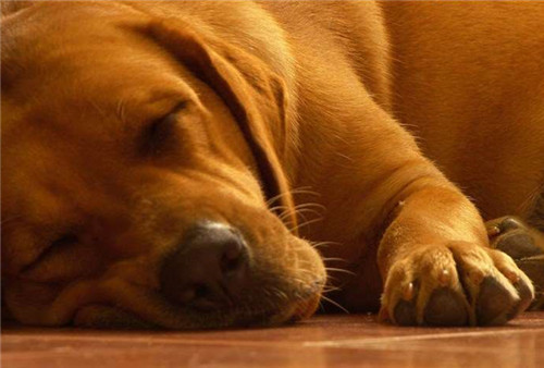 狗狗排尿次数少你还在偷偷乐？省事背后的健康隐患不容忽视