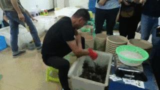 大闸蟹基础知识,大闸蟹科普知识