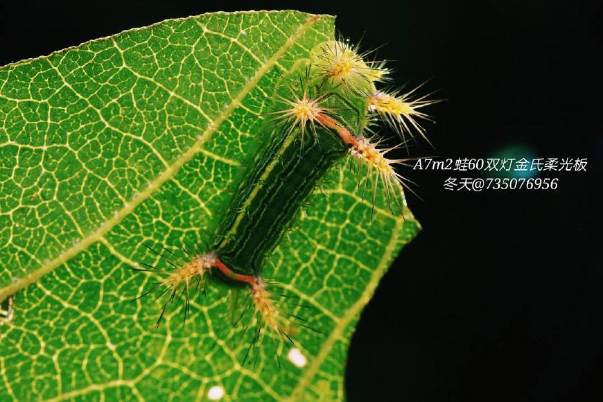 洋辣子蛰了痒疼难忍怎么治疗,洋辣子蜇伤老农