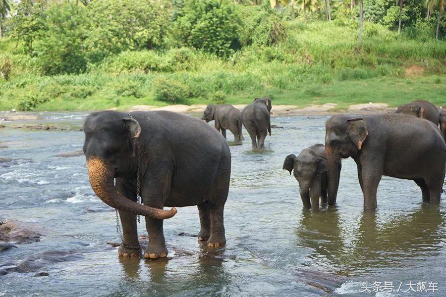 开学“B计划”之，印象斯里兰卡（一）！