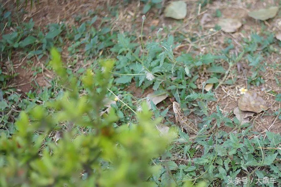 开学“B计划”之，印象斯里兰卡（一）！