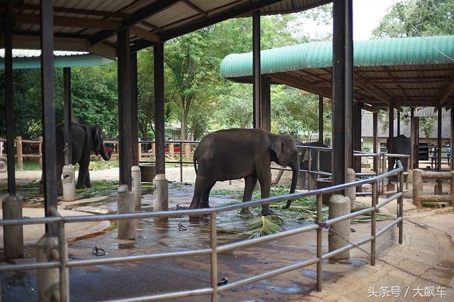 开学“B计划”之，印象斯里兰卡（一）！