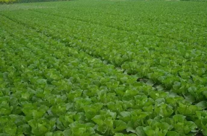 白菜蛆为害症状,萝卜地蛆的防治时间