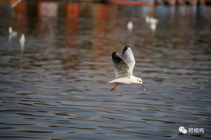 单评｜为啥选7RⅢ做你的视频机？