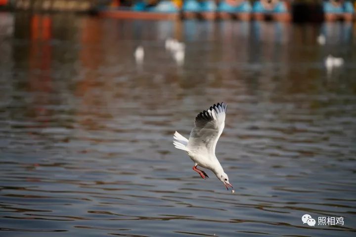 单评｜为啥选7RⅢ做你的视频机？