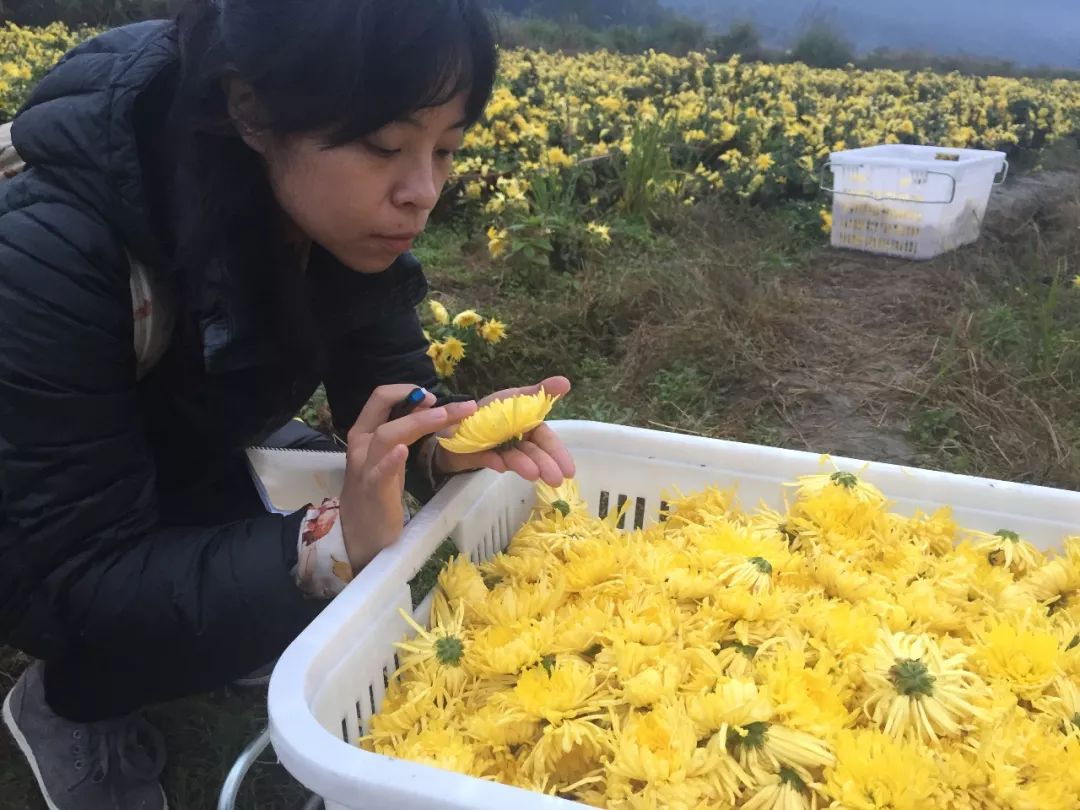 婺源金丝皇菊的故事,一朵一泡金丝皇菊