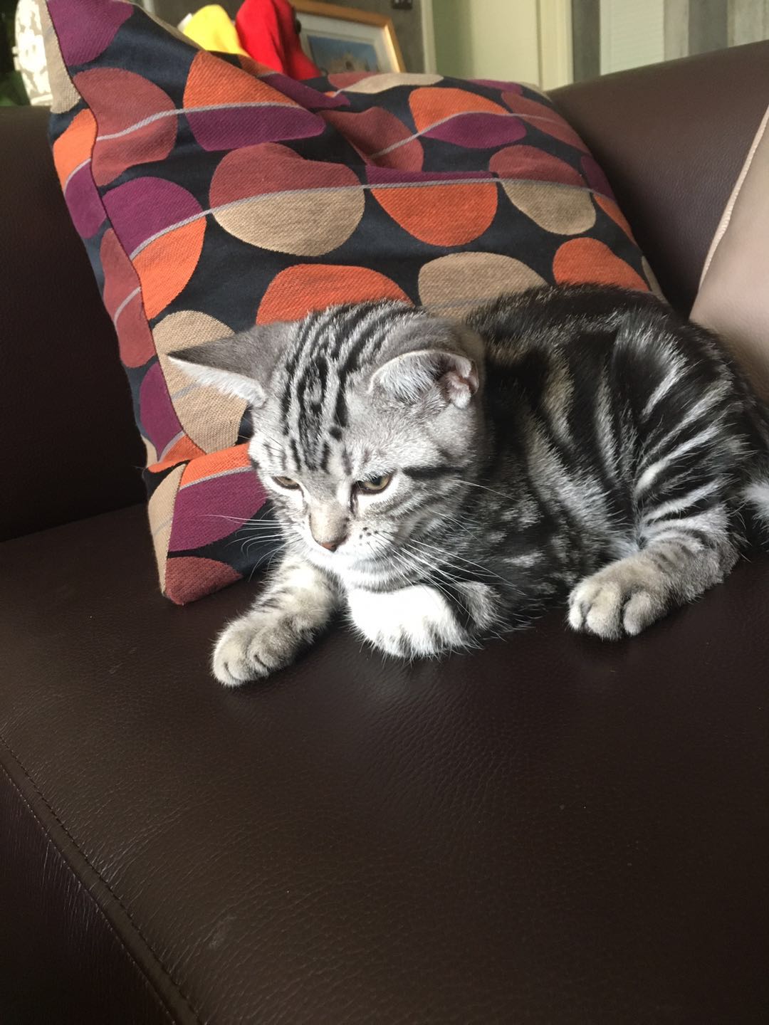 美短虎斑猫一窝,美短虎斑猫的日常