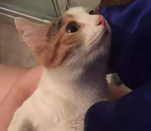 土猫真的好养吗,土猫就不可以养吗