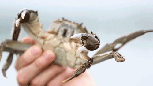 教你挑选螃蟹的8个技巧,螃蟹挑选技巧螃蟹的种类