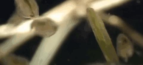 吃活物有寄生虫,吃活的虫子身体里有寄生虫