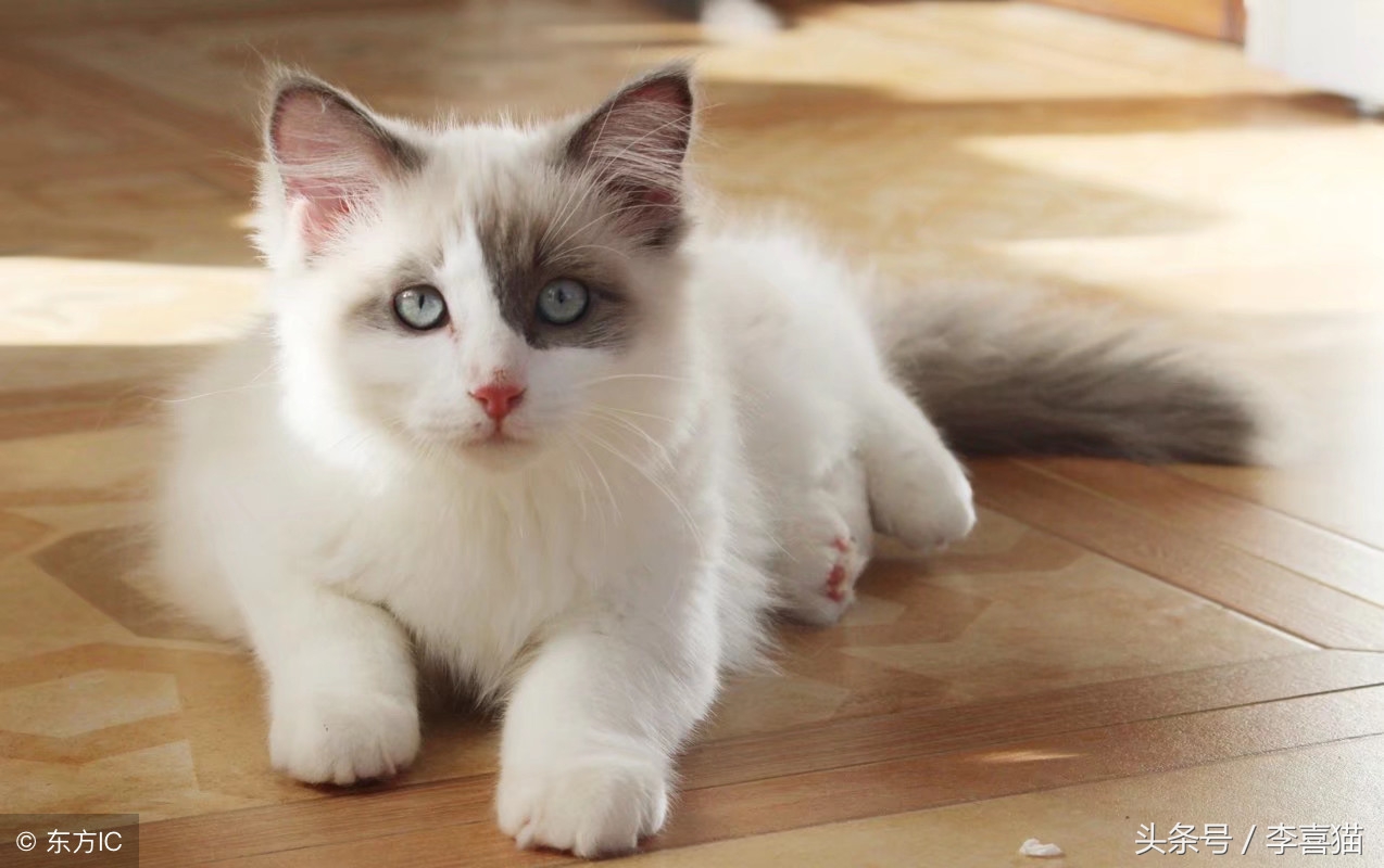 教你用排除法，给主子找一款最适合的主粮