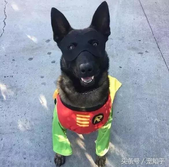 养马犬的十大优缺点,养马犬一般是拿来干嘛