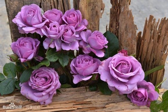 蓝紫色月季品种,39种紫藤品种