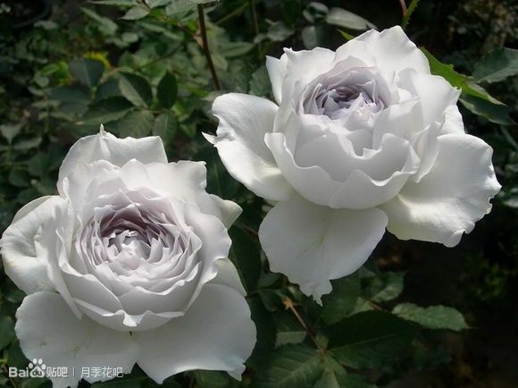 蓝紫色月季品种,39种紫藤品种