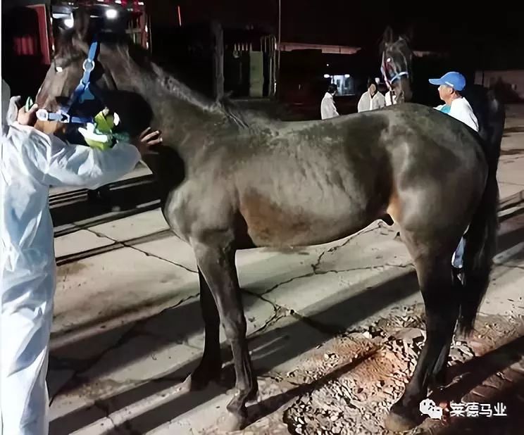 242匹新西兰优骏飞抵，莱德进口马数量与质量稳居全国同行第一！