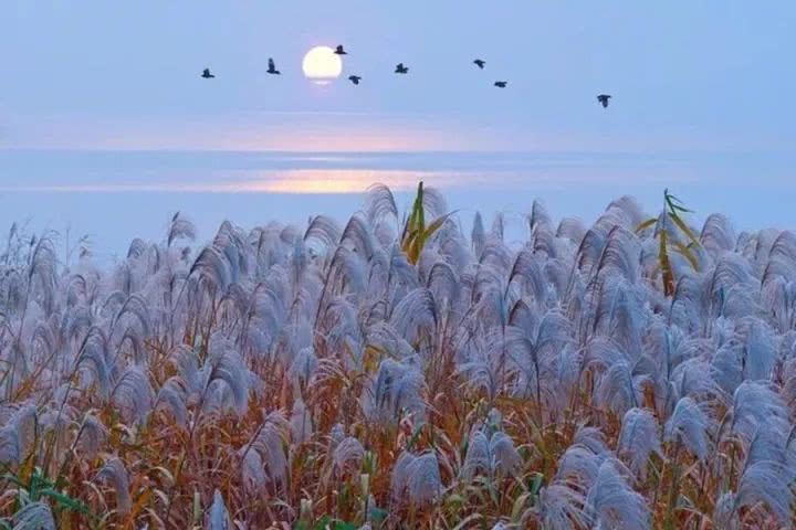 如何用诗经楚辞给孩子取名,诗经适合女孩子的名字