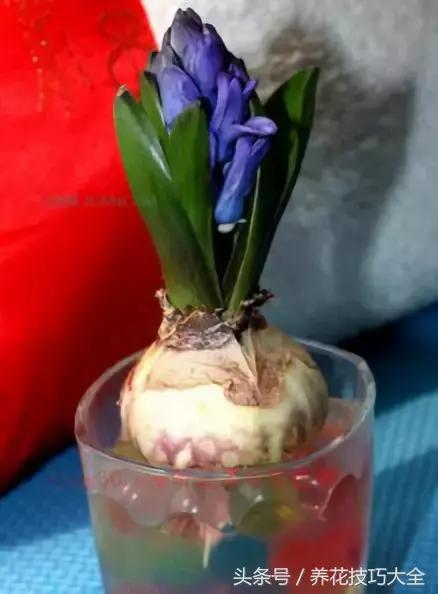 风信子种球发霉了怎么补救,刚买回来的风信子种球怎么处理