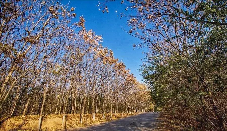 郑州足球小镇2019,郑州足球小镇有真草足球场吗